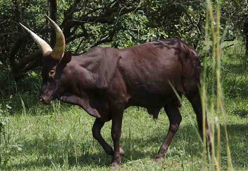Vaca - Uganda 1.jpg